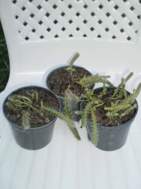 Moje omiljene biljke -Kaktusii...!!! - Page 15 R20