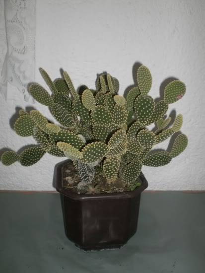 Moje omiljene biljke -Kaktusii...!!! - Page 19 SA-143