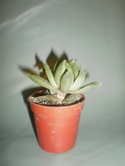 Moje omiljene biljke -Kaktusii...!!! - Page 19 SA-93