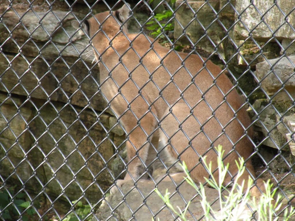 Zoo America Photos ZooAmerica19