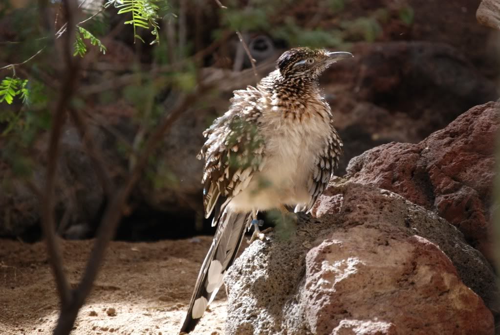 Zoo America Photos B68