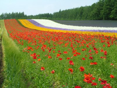 Paquete HOKKAIDO HOKKAIDO4