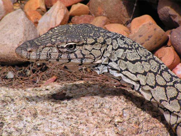 Algunos Varanos del mundo. Giganteus-1