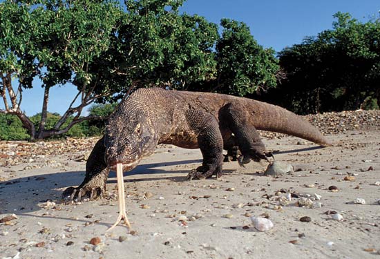 Algunos Varanos del mundo. Komodoensis-1