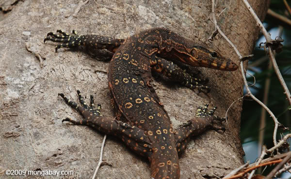 Algunos Varanos del mundo. Nebulosus