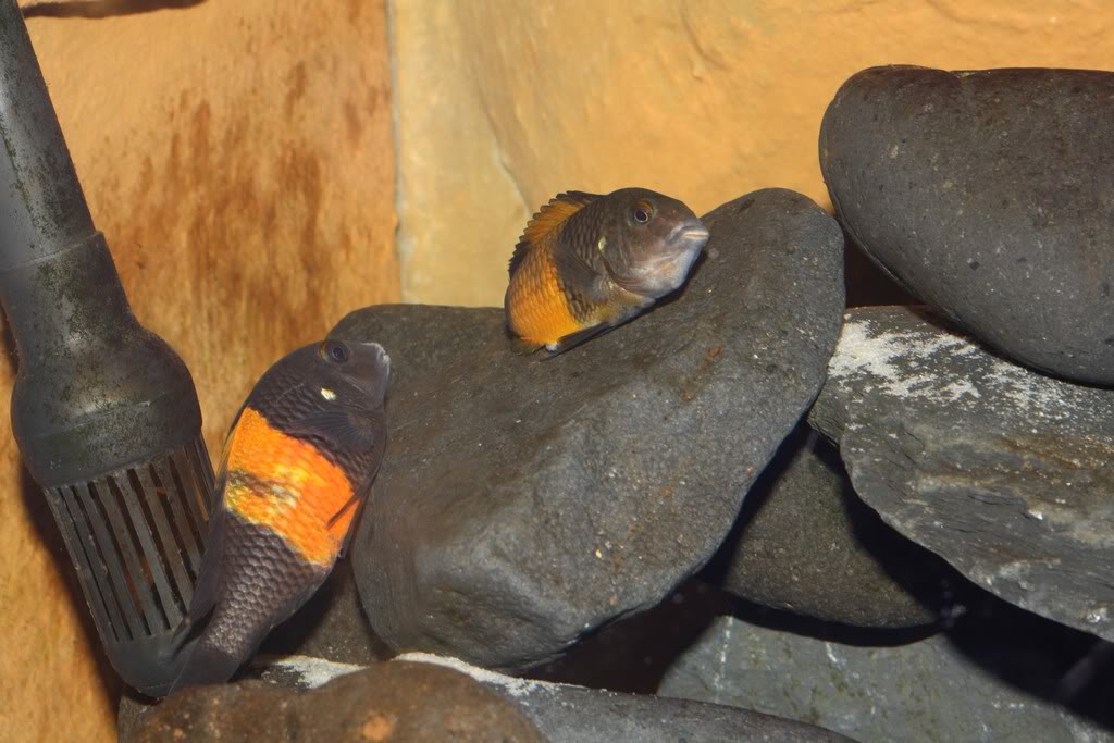 Tropheus Bemba y Petrochromis Famula Tembwe Silver IMG_0990