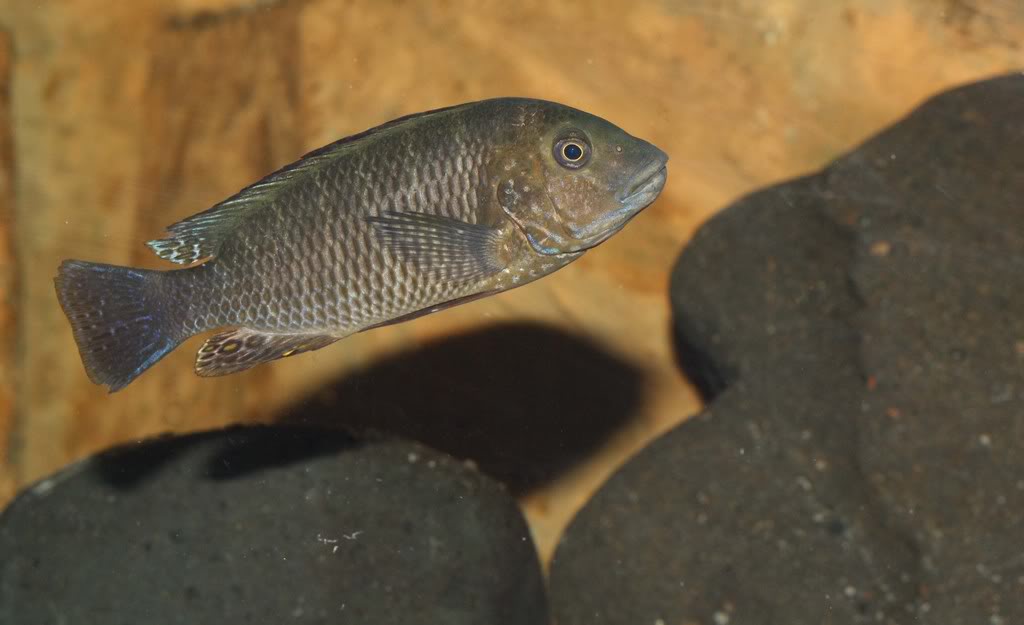 Tropheus Bemba y Petrochromis Famula Tembwe Silver IMG_1358