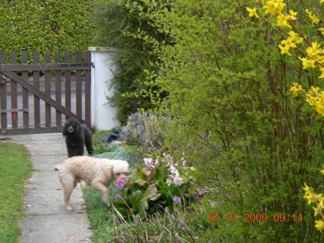 Rusty, caniche moyen abricot 8 ans ( caniseniors) ADOPTE DSCN0774