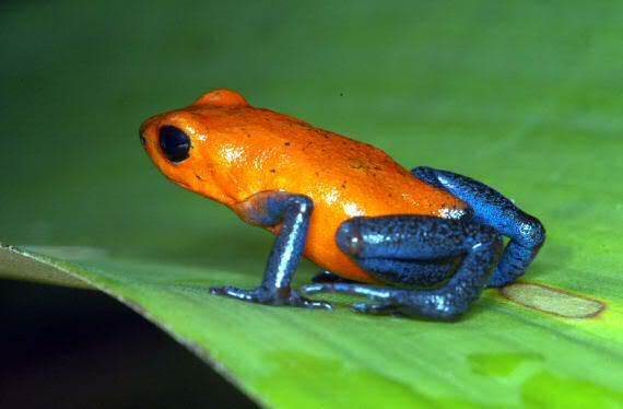 வித விதமான நஜ்சுத் தவளைகள்.(Poison Dart Frog) Poison-dart-frog2