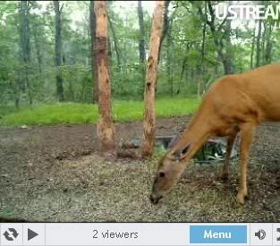 Deer Trail Cam from Minnesota - Page 6 Snap102