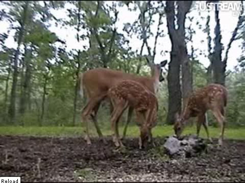 Deer Trail Cam from Minnesota - Page 6 Snap111-1