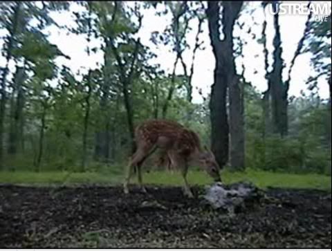 Deer Trail Cam from Minnesota - Page 6 Snap112