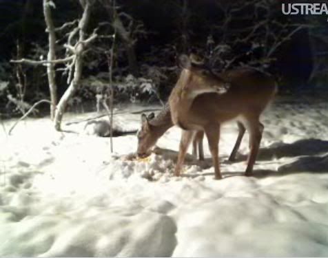 Deer Trail Cam from Minnesota - Page 4 Snap667-1