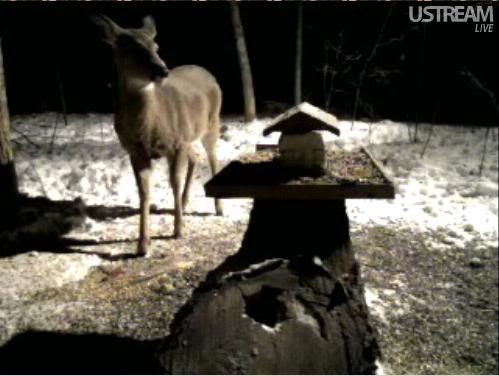 Deer Trail Cam from Minnesota - Page 4 Snap697