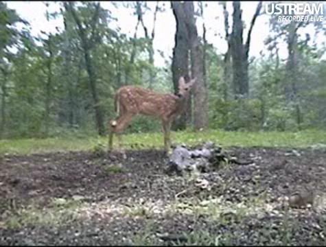 Deer Trail Cam from Minnesota - Page 6 Snap84