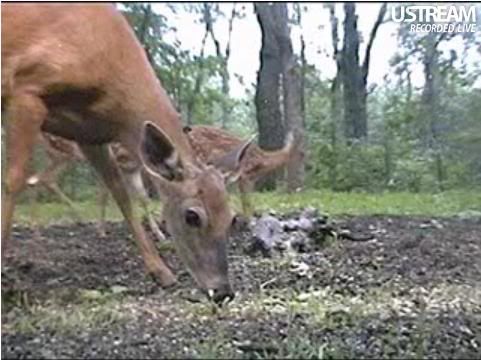 Deer Trail Cam from Minnesota - Page 6 Snap85