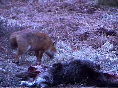 Fallow Deer Cam from New Forest (Lyndhurst, UK) Warning!!! You will see animal corpses here! - Page 13 02