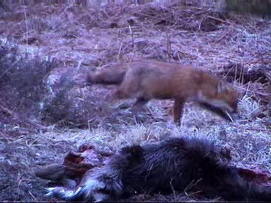 Fallow Deer Cam from New Forest (Lyndhurst, UK) Warning!!! You will see animal corpses here! - Page 13 05