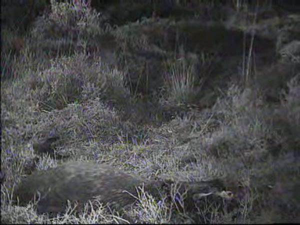 Fallow Deer Cam from New Forest (Lyndhurst, UK) Warning!!! You will see animal corpses here! - Page 5 09112221250054