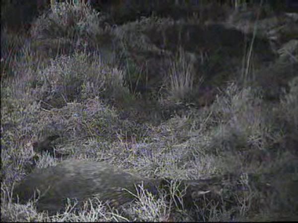 Fallow Deer Cam from New Forest (Lyndhurst, UK) Warning!!! You will see animal corpses here! - Page 5 09112221250147