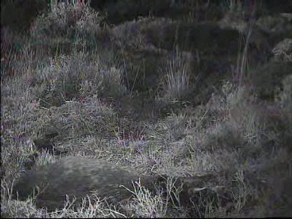 Fallow Deer Cam from New Forest (Lyndhurst, UK) Warning!!! You will see animal corpses here! - Page 5 09112221250587