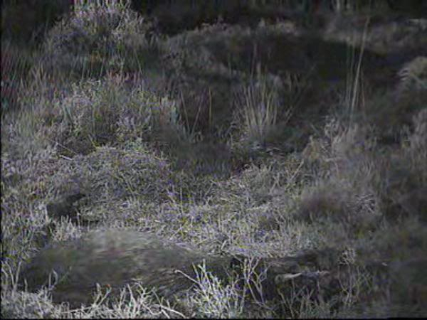 Fallow Deer Cam from New Forest (Lyndhurst, UK) Warning!!! You will see animal corpses here! - Page 5 0911222130029