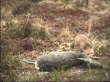 Fallow Deer Cam from New Forest (Lyndhurst, UK) Warning!!! You will see animal corpses here! - Page 5 0911230910001