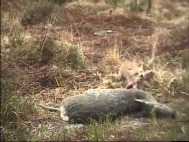 Fallow Deer Cam from New Forest (Lyndhurst, UK) Warning!!! You will see animal corpses here! - Page 5 0911230910028