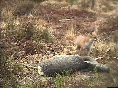 Fallow Deer Cam from New Forest (Lyndhurst, UK) Warning!!! You will see animal corpses here! - Page 5 0911230910061