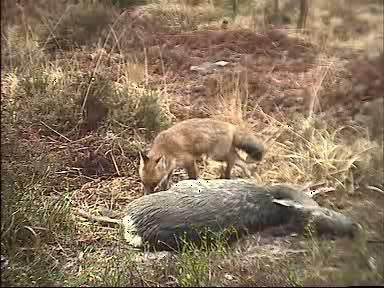 Fallow Deer Cam from New Forest (Lyndhurst, UK) Warning!!! You will see animal corpses here! - Page 5 0911230910094