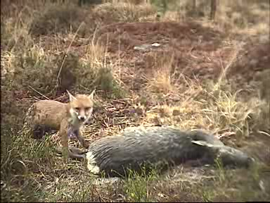 Fallow Deer Cam from New Forest (Lyndhurst, UK) Warning!!! You will see animal corpses here! - Page 5 0911230910168