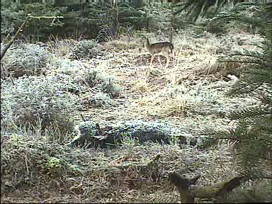 Fallow Deer Cam from New Forest (Lyndhurst, UK) Warning!!! You will see animal corpses here! - Page 8 09121109480030