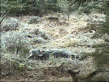 Fallow Deer Cam from New Forest (Lyndhurst, UK) Warning!!! You will see animal corpses here! - Page 8 09121109480135