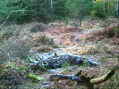 Fallow Deer Cam from New Forest (Lyndhurst, UK) Warning!!! You will see animal corpses here! - Page 9 09122015300040