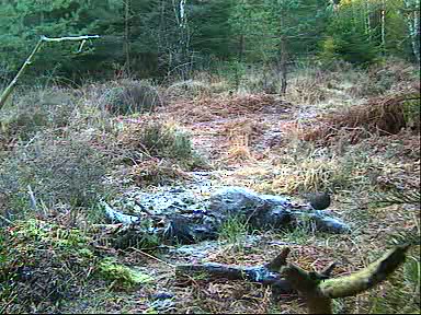 Fallow Deer Cam from New Forest (Lyndhurst, UK) Warning!!! You will see animal corpses here! - Page 9 09122015300220