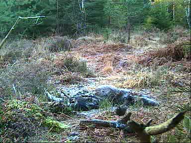 Fallow Deer Cam from New Forest (Lyndhurst, UK) Warning!!! You will see animal corpses here! - Page 9 09122015300290