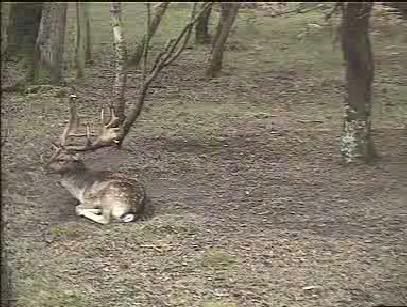 Fallow Deer Cam from New Forest (Lyndhurst, UK) Warning!!! You will see animal corpses here! - Page 3 Snap459-1