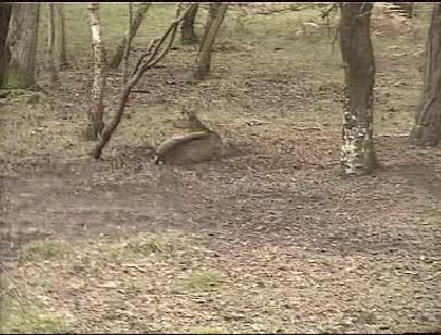 Fallow Deer Cam from New Forest (Lyndhurst, UK) Warning!!! You will see animal corpses here! - Page 3 Snap461-1