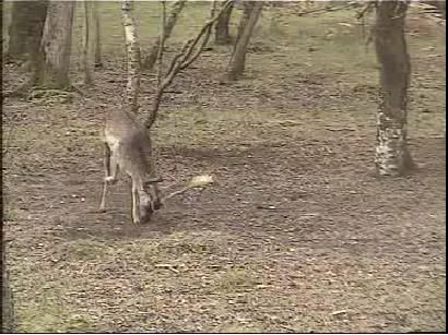 Fallow Deer Cam from New Forest (Lyndhurst, UK) Warning!!! You will see animal corpses here! - Page 3 Snap464-1