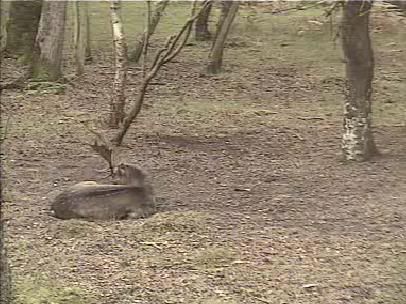 Fallow Deer Cam from New Forest (Lyndhurst, UK) Warning!!! You will see animal corpses here! - Page 3 Snap465-1