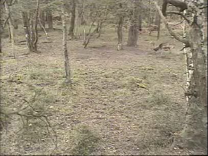 Fallow Deer Cam from New Forest (Lyndhurst, UK) Warning!!! You will see animal corpses here! - Page 3 Snap466-1