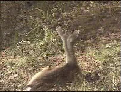 Fallow Deer Cam from New Forest (Lyndhurst, UK) Warning!!! You will see animal corpses here! - Page 3 Snap468