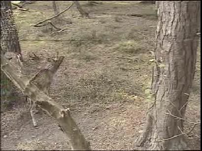 Fallow Deer Cam from New Forest (Lyndhurst, UK) Warning!!! You will see animal corpses here! - Page 3 Snap472