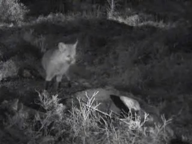 Fallow Deer Cam from New Forest (Lyndhurst, UK) Warning!!! You will see animal corpses here! - Page 10 Untitled01-1