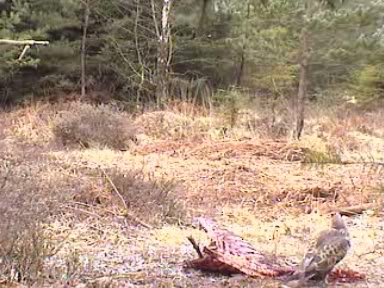 Fallow Deer Cam from New Forest (Lyndhurst, UK) Warning!!! You will see animal corpses here! - Page 15 Untitled02-5