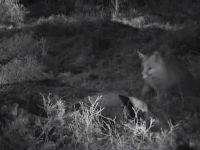 Fallow Deer Cam from New Forest (Lyndhurst, UK) Warning!!! You will see animal corpses here! - Page 10 Untitled05