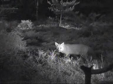 Fallow Deer Cam from New Forest (Lyndhurst, UK) Warning!!! You will see animal corpses here! - Page 10 Internettv2010-01-2921-24-37-42