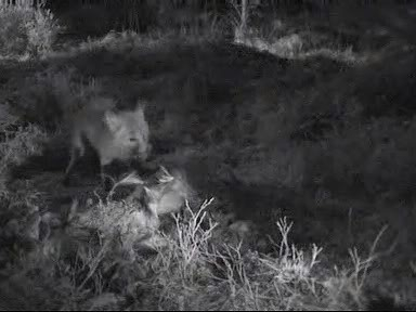 Fallow Deer Cam from New Forest (Lyndhurst, UK) Warning!!! You will see animal corpses here! - Page 10 Internettv2010-01-3019-53-09-54