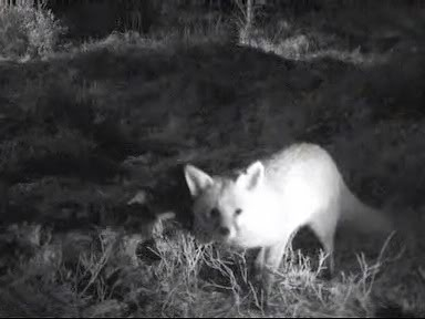 Fallow Deer Cam from New Forest (Lyndhurst, UK) Warning!!! You will see animal corpses here! - Page 10 Internettv2010-01-3019-54-28-76