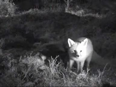 Fallow Deer Cam from New Forest (Lyndhurst, UK) Warning!!! You will see animal corpses here! - Page 10 Internettv2010-01-3019-54-34-32